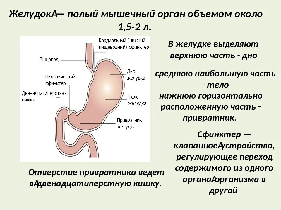 Кардиальный сфинктер желудка. Пилорический сфинктер желудка функции. Строение желудка привратник. Строение желудка сфинктеры.