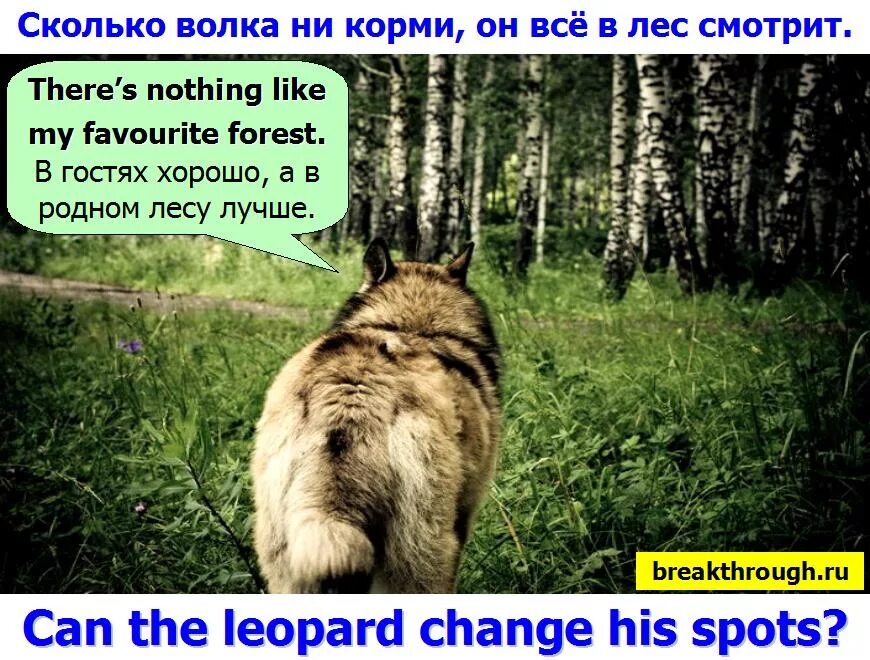 Волков сколько часов. Сколько волка не корми он все равно. Сколько волка не корми все равно в лес смотрит. Сколько волка ни корми пословица.