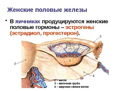 Вспомогательные железы женские название
