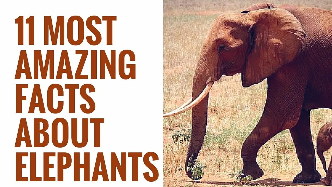 Facts about animals. Facts about Elephants. Elephant facts for Kids. About animals. Funny facts about animals for Kids.