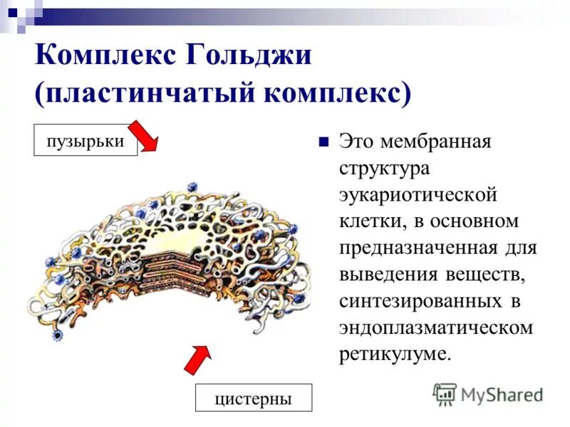 Строение аппарата гольджи животной клетки. Комплекс гольджи функции и строение в клетке. мембранная цистерна комплекса гольджи. пластинчатый комплекс гольджи строение. функции пластинчатого комплекса (комплекса гольджи).