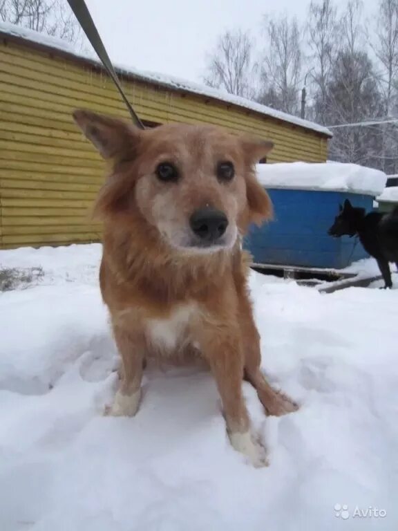 Хозяев т