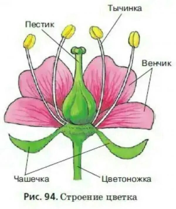 Изображение цветов 6 класс. Цветок пестик и тычинка схема. Строение тычинок цветкового растения. Венчик тычинки и пестик расположены на. Строгие цветы.