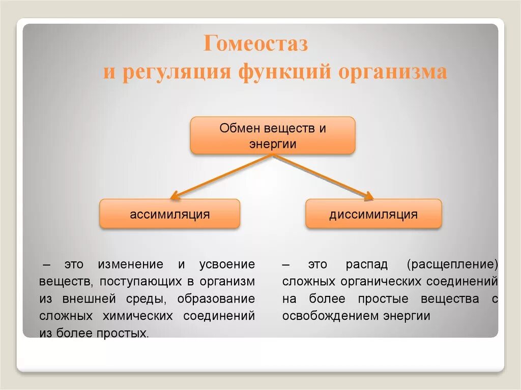 Гомеостаз и регуляция функций в организме. Функции гомеостаза. Жизнедеятельность организма. Регуляция функций организма, гомеостаз. Гомеостаз схема.