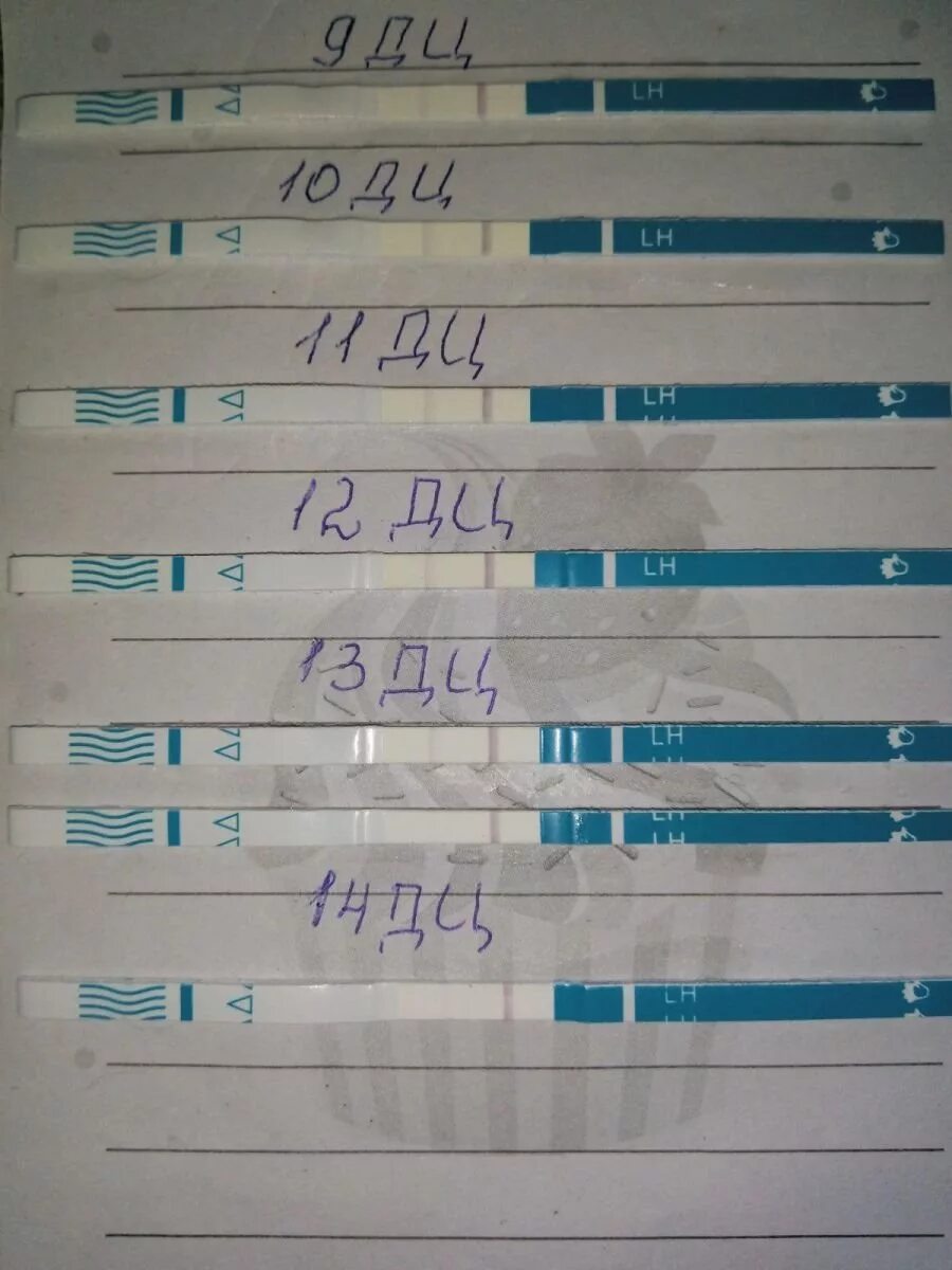 Положительный тест на овуляцию в 10 день цикла. Тест на овуляцию и тест на беременность. Тест не показывает овуляцию форум. Тест не показывает овуляцию форум. Тест не показывает овуляцию форум.