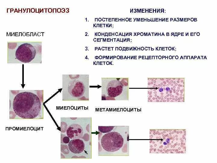 Морфология клеток гранулоцитопоэза. Структурные изменения клеток характеризующие гранулоцитопоэз. Гранулоцитопоэз (миелоцитопоэз). Схема нейтрофильного гранулоцитопоэза. Структурные изменения ткани