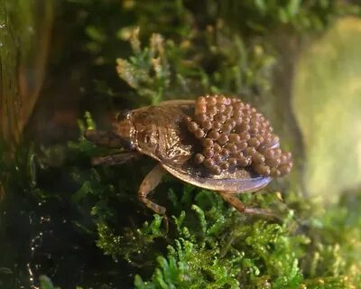 Belostomatidae
