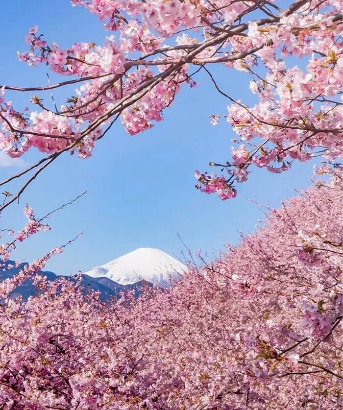 Сакура черри блоссом. Сакура Япония вишня. Сакура черри блоссом дерево. Сакура Койо-но-май. Japanese blossom