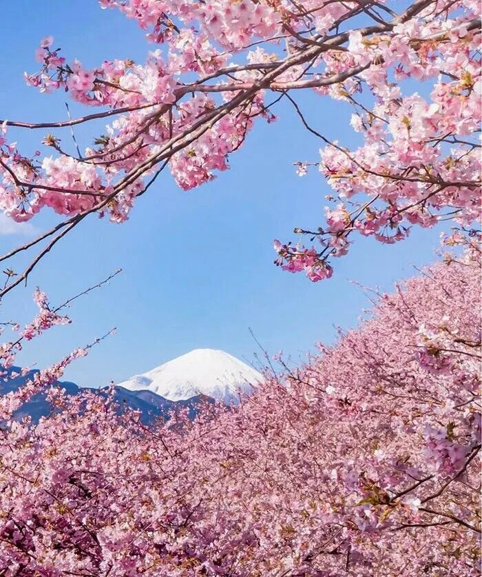 Japanese blossom