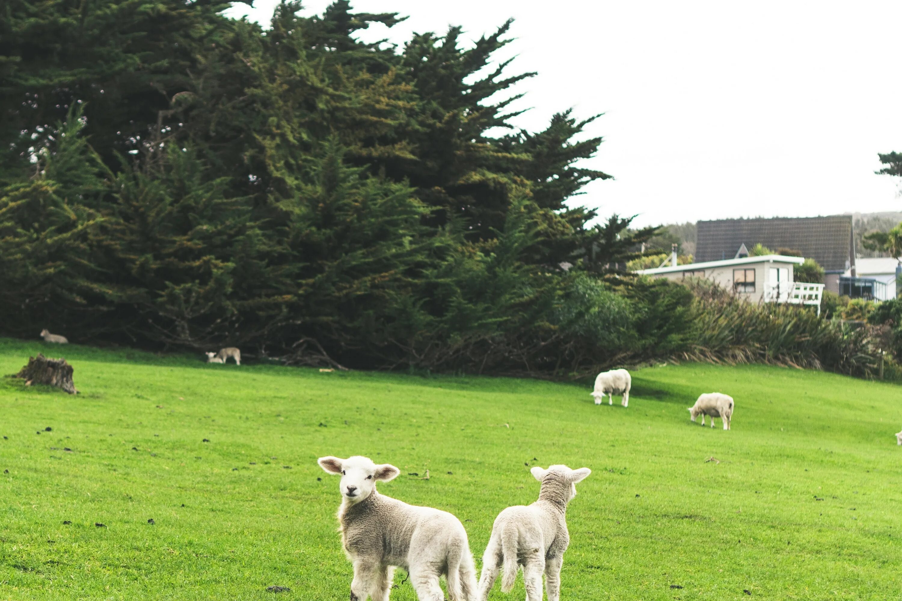 Tree sheep