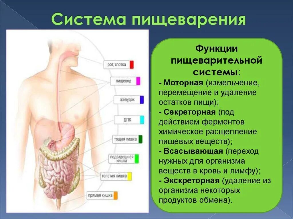 Роль органов человека. Пищеварительная система человека. Функции пищеварительной системы. Пищеварительная система человека строение и функции. Функции пищеварительного аппарата.