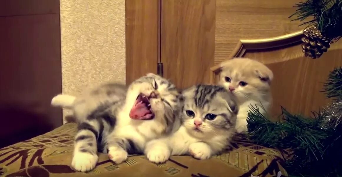 ролики с котятами смешные для детей. маленький котенок. маленький котенок. видео котят настоящих. настоящий котенок.