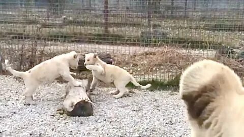 Тайган сафари гамадрил люся последнее видео
