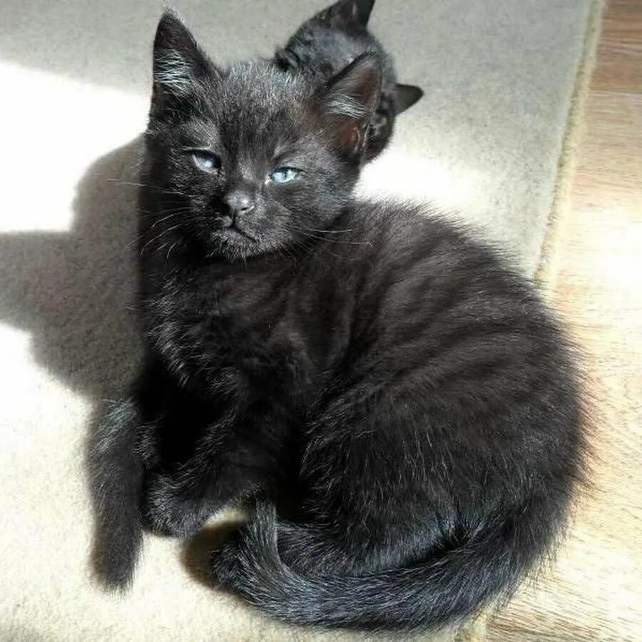 Породы кошек черно серого окраса. Азиатский табби дымчатый. Азиатская дымчатая табби кошки. Азиатская табби черная дымчатая. Табби котята чёрный дымчатый.