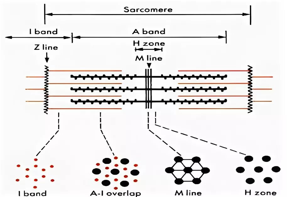 Белки саркомера. Вспомогательные белки саркомера. 25. Строение саркомера (схема).. Схема саркомера, иллюстрирующая теорию скользящих. Механизм скручивания саркомера.