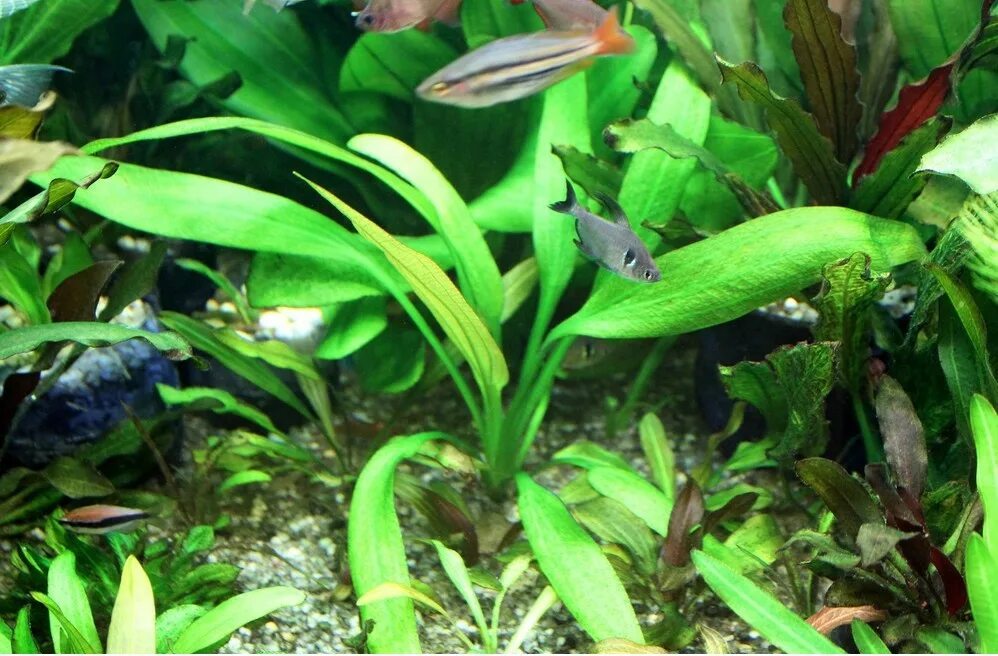 Эхинодорус аргентинский. Echinodorus argentinensis. эхинодорус шлютера леопард. аргентинский эхинодорус в аквариуме.