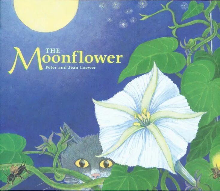 Amlaruil moonflower. Ипомея луноцвет. Ипомея белая луноцвет. Moonflower перевод. Moonflower фото актрисы.