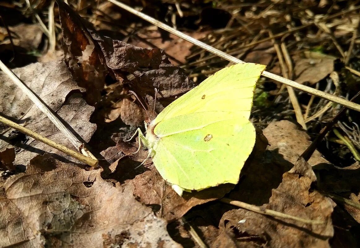 бабочка ранней весной. бабочка крапивница на лесной проталинке. весенние бабочки. первые бабочки весной. бабочка крапивница.