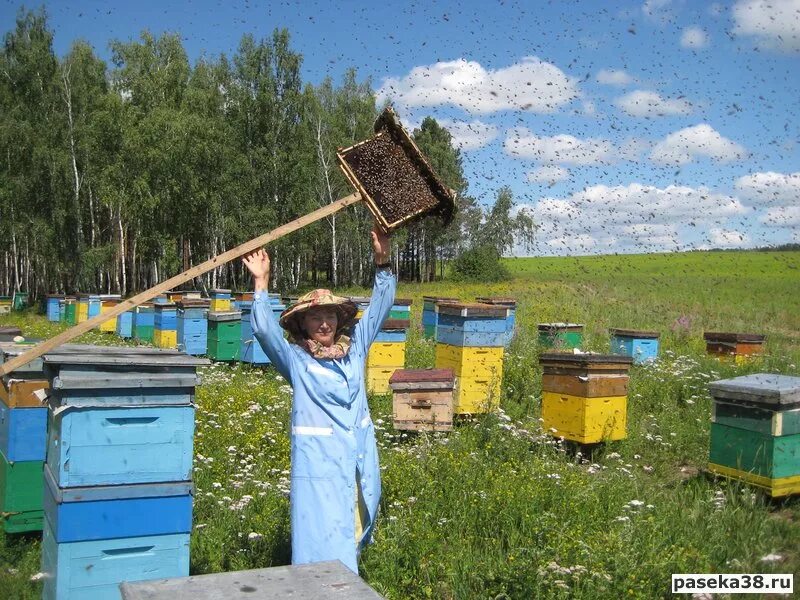 дикая пасека абхазия. пчелы в улье. пчела разведчик. роеловство пчеловодство ловля бродячих роев. мёд сибири, пасека старчевских.