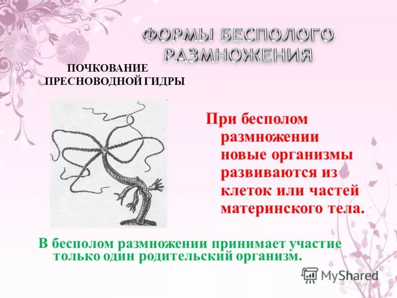 Какой процесс называется размножением. Размножение цветковых растений схема бесполое. Размножение одноклеточных водорослей схема. Дрожжевые грибы почкование. Процесс размножения растений рисунок.
