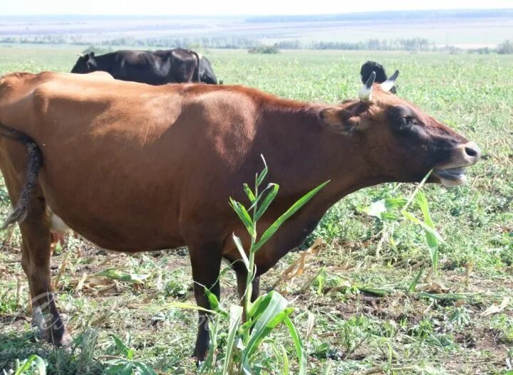Авито аксубаево животных. Сарай для коров. Авито аксубаево животных. Фермерские животные. Татарстанский бычков говядина.