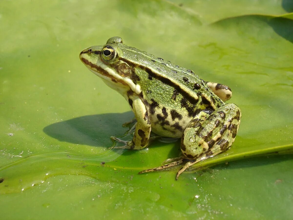 Земноводные п. Съедобная лягушка Pelophylax esculentus. Бесхвостые земноводные бесхвостые земноводные. Прудовая лягушка (Rana lessonae). Лягушка съедобная (Rana esculenta).