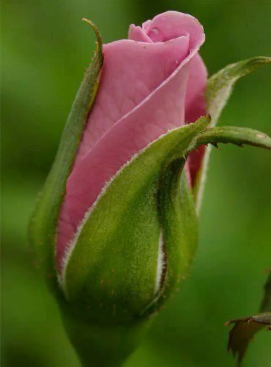 Цветы закрывают бутоны. Нераспустившийся бутон. Бутон розы. Цветы закрывают бутоны. Бутон соцветие розы.