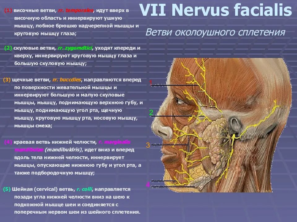 Какой нерв иннервирует глазную мышцу. Nervus facialis ветви. височная ветвь лицевого нерва. ветви околоушного сплетения.