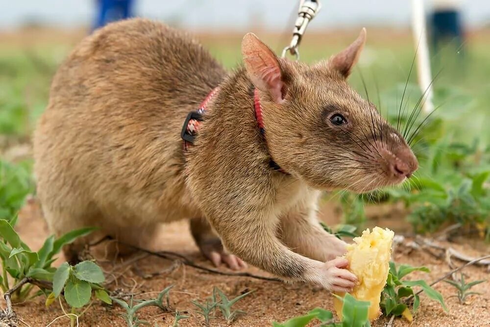 Cricetomys gambianus. Гамбийская хомяковая крыса. Гамбийская сумчатая крыса. Гигантская сумчатая крыса Африканская. Африканская тростниковая крыса.