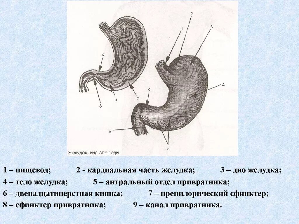 Нижняя часть желудка. Кардиальная часть желудка анатомия. Желудок антральный отдел желудка. Анатомия желудка антральный отдел. Препилорический гастрит.