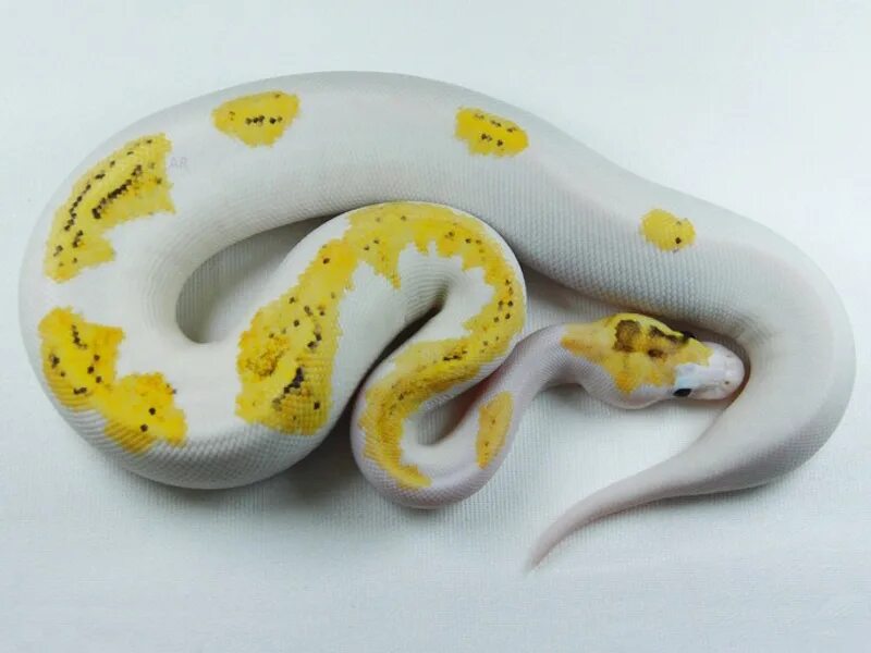 Python price