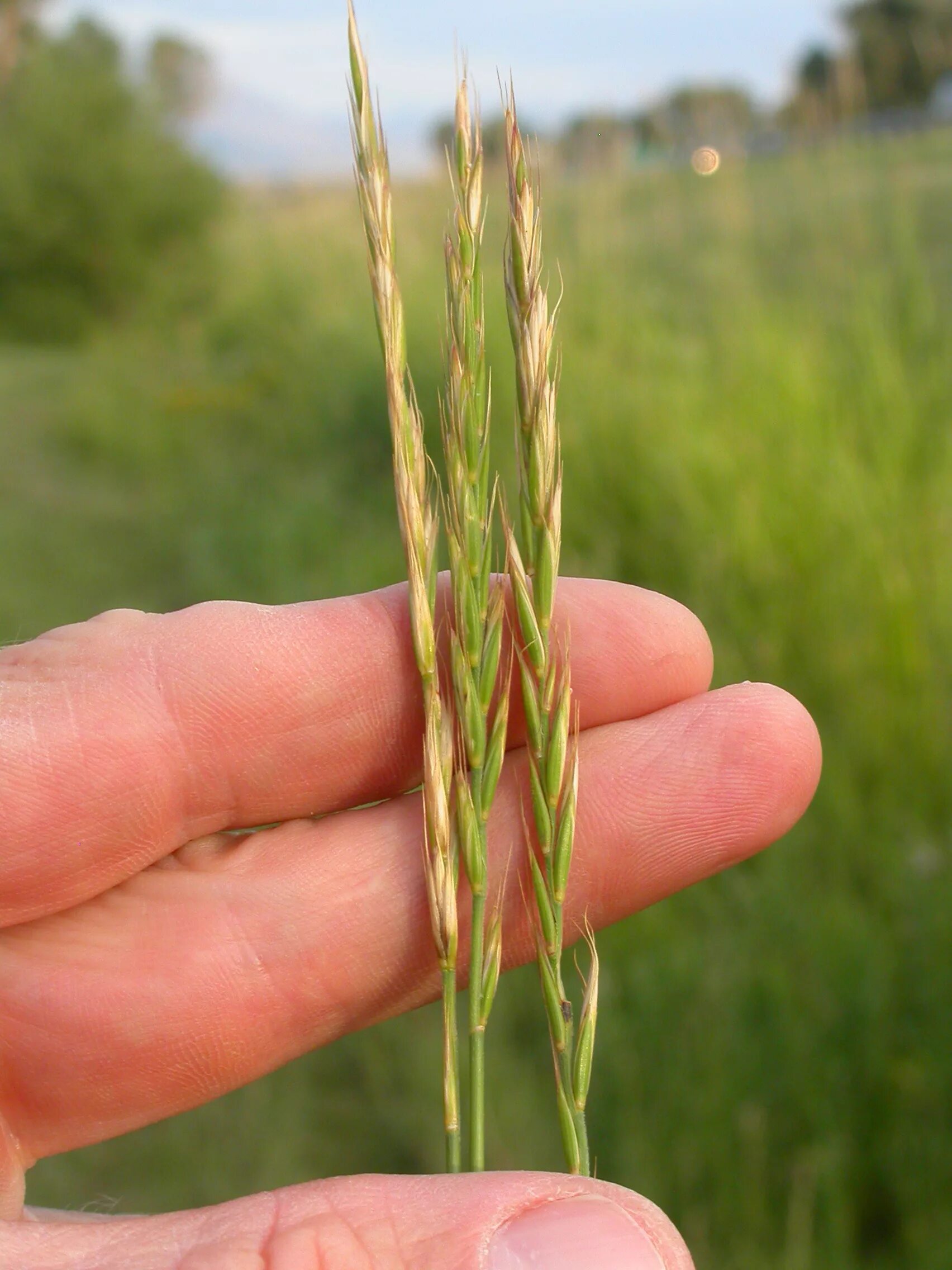 Как выглядит пырей. Пырей ползучий (Elymus repens). Пырей ползучий (Elytrígia répens). Пырей бескорневищный. Elytrigia repens l..