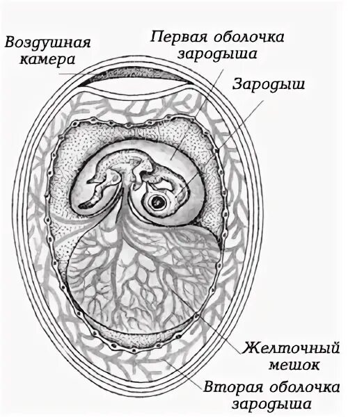 Оболочка яйца рептилий. Строение яйца амниот. Строение яйца рептилий. Строение яйца пресмыкающихся и птиц. Хамелеон зародыш в яйце.