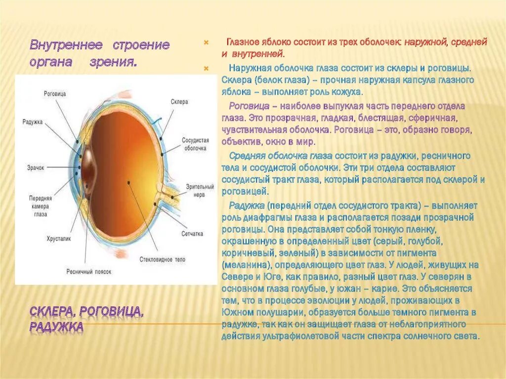 Особенность строения радужки какую функцию она выполняет. Наружная оболочка глаза склера. Строение оболочек глазного яблока анатомия. Внутренняя оболочка глаза строение и функции. Внутренняя оболочка глаза из чего состоит строение и функции.