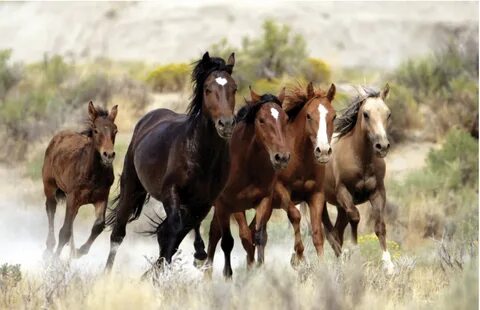 Wild horses, Mustangs Most Beautiful Animals, Beautiful Horses, Pretty Hors...