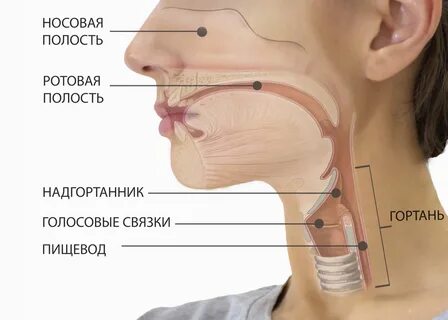 Гортань резонатор