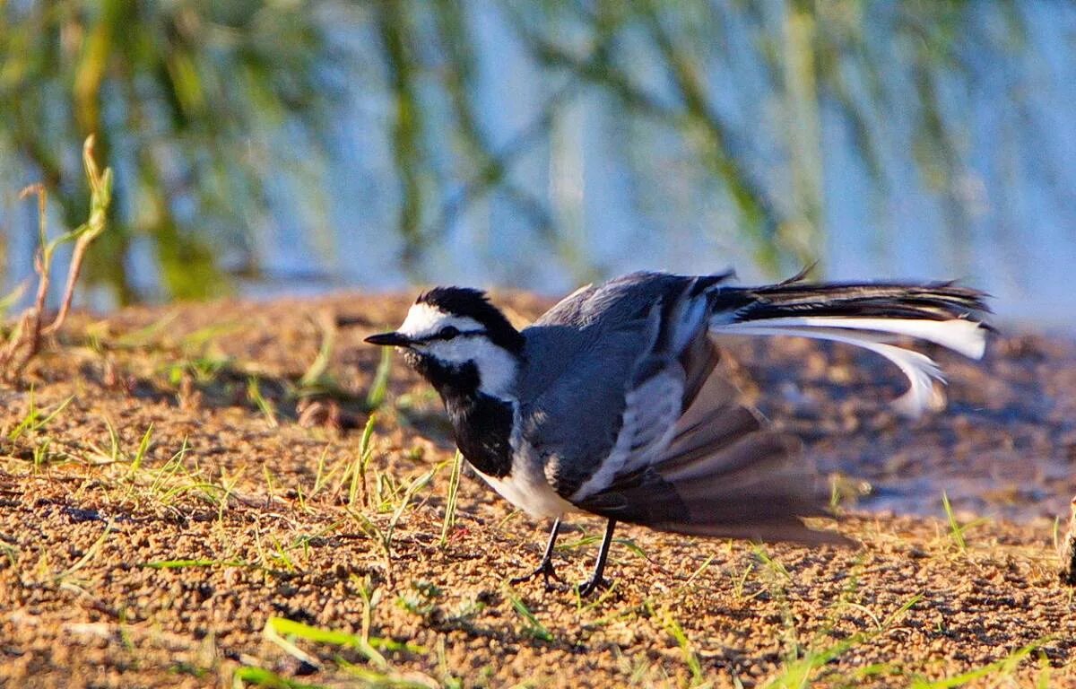 Фото трясогузки. Трясогузка птица. Трясогузка Перелетная птица. Motacilla Alba. Трясогузка обитает.