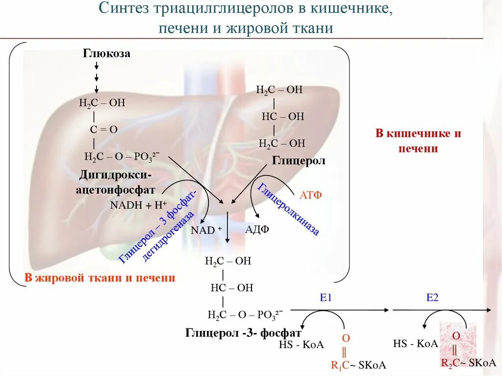 Синтез жиров в кишечнике. Схема синтеза таг в жировой ткани. Процесс синтеза триацилглицеролов в жировой ткани. Синтез триацилглицеринов в печени и жировой ткани. Синтез жиров в печени и жировой ткани.