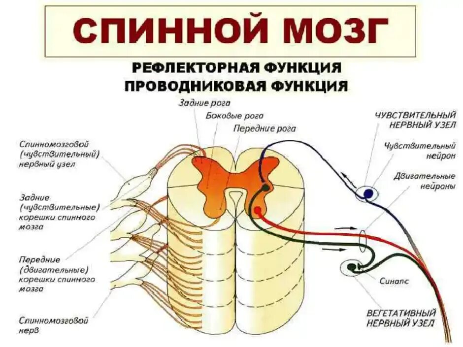 Вещество спинного мозга выполняющие проводниковую функцию. Строение нервной системы спинной мозг. Спинной мозг строение и функции. Строение спинного мозга и его функции. Спинной мозг отделы строение и функции.