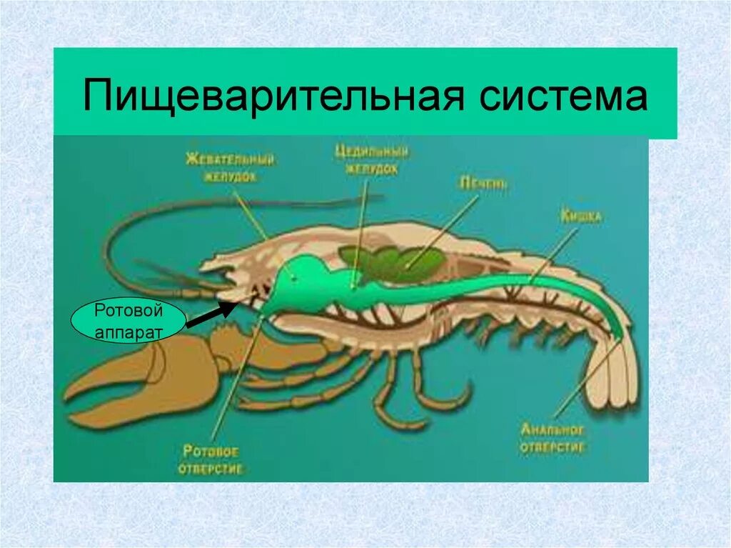 Пищ система членистоногих. Пищеварительная система система ракообразных. Строение пищеварительной системы членистоногих. Пищеварительная система членистоногих насекомых. Пищеварительная система ракообразных схема.