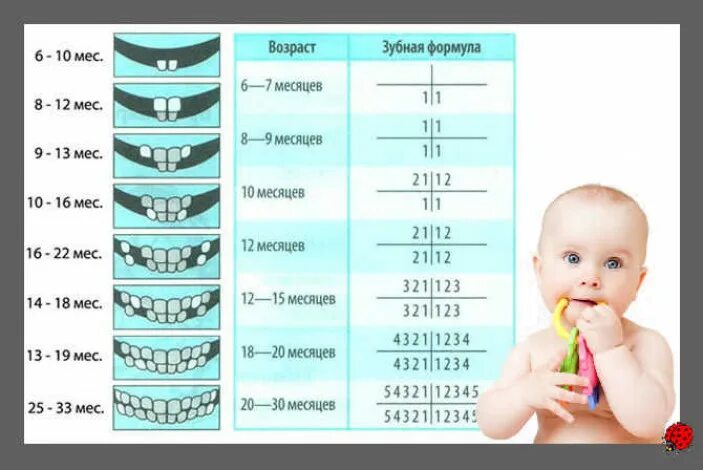 5 месяц ребенок зубы температура. Зубная формула ребенка 5 лет. Зубная формула у детей 2 лет. Зубы у детей порядок прорезывания и Возраст до года. Зубная формула прорезывания молочных зубов.