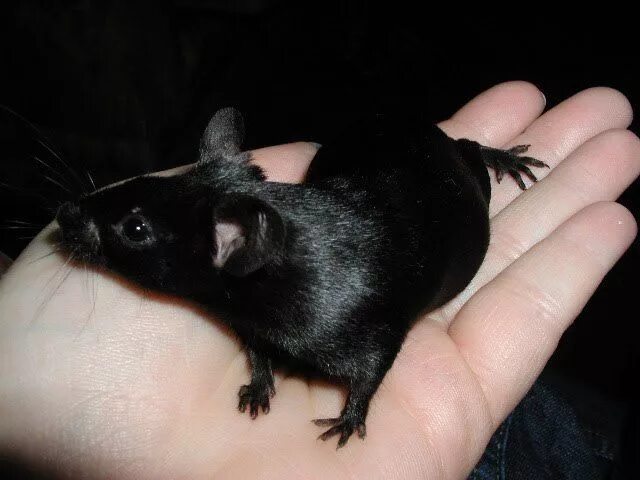 Сонник черных крысы. Черная мышь. Черная мышь декоративная. Черная крыса. Черная сатиновая мышь.