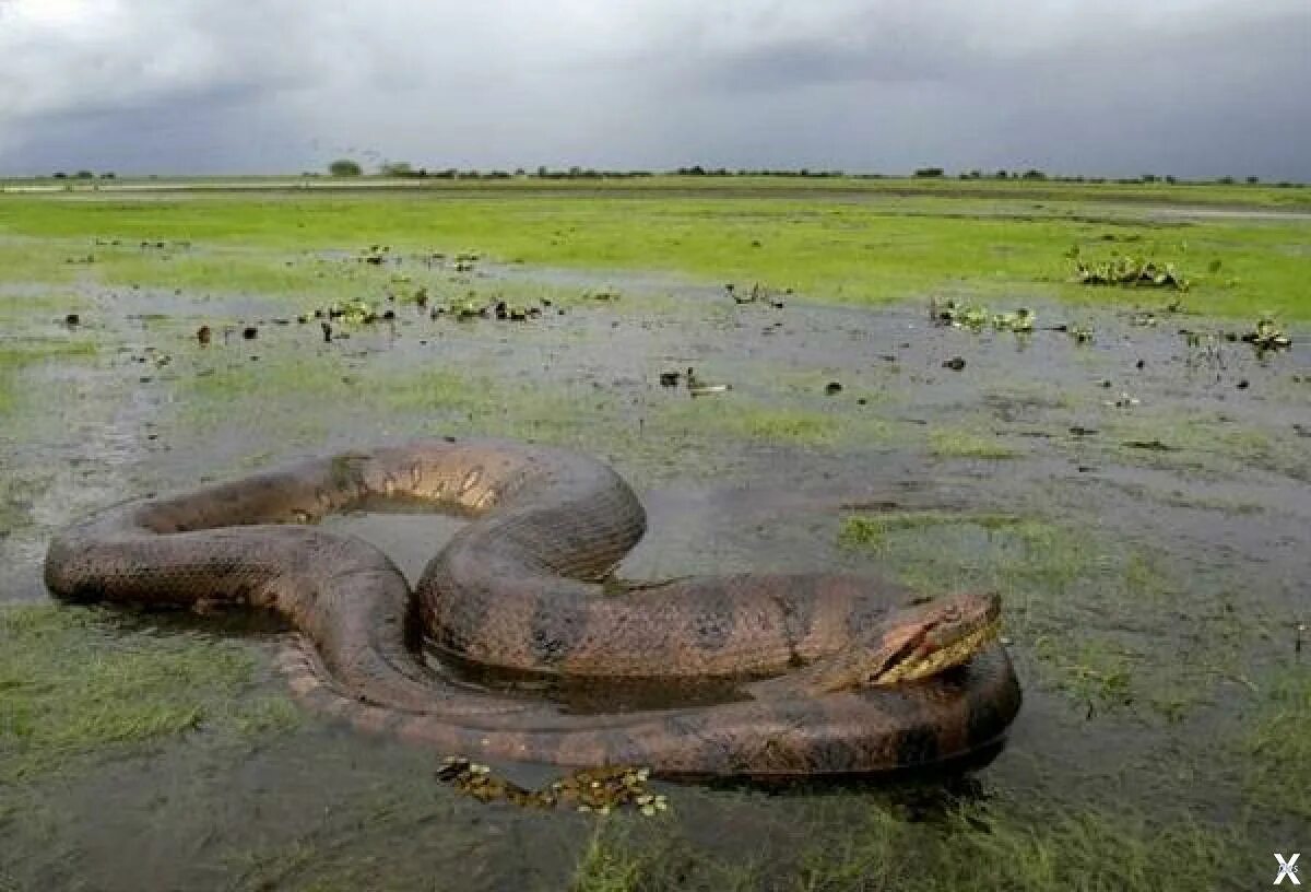 Река Амазонка змея Анаконда. Водяной удав Анаконда. Анаконда в Амазонке. Самый большой змей в мире фото