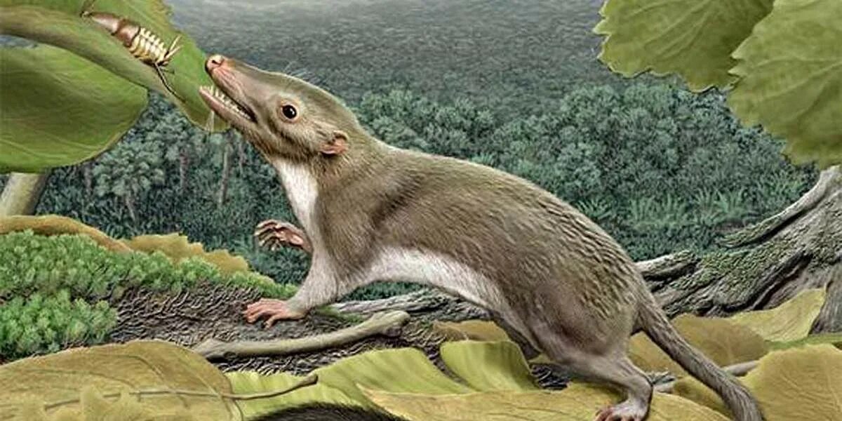 Плацентарные млекопитающие Юрского периода. Juramaia sinensis. Древние Насекомоядные млекопитающие. Плацентарные млекопитающие мезозоя.
