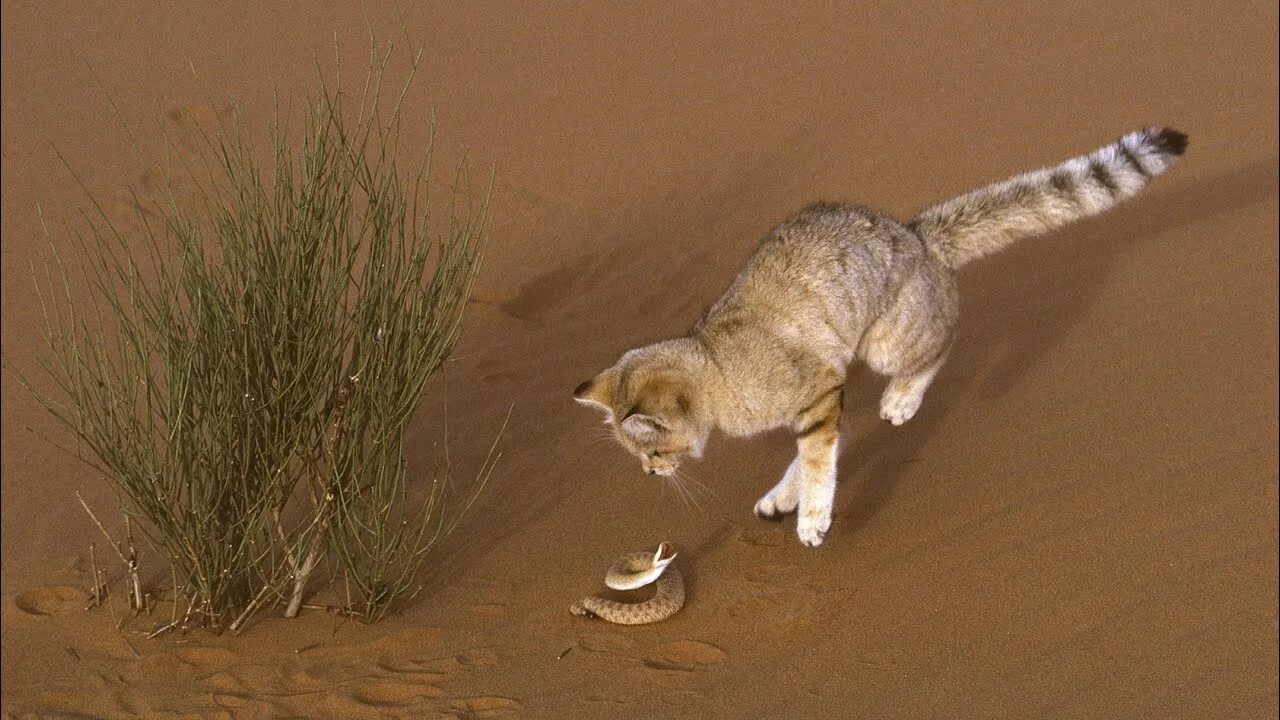 Кот добыча. Барханного кота Felis Margarita. Барханный песчаный кот. Животные пустыни барханный кот. Барханный кот и змея.