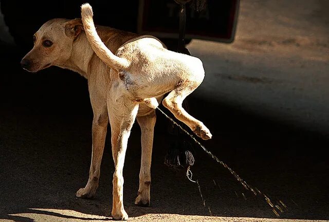 Dog piss. Собака писает. Собакссыт. Пес писает. Собака метит.