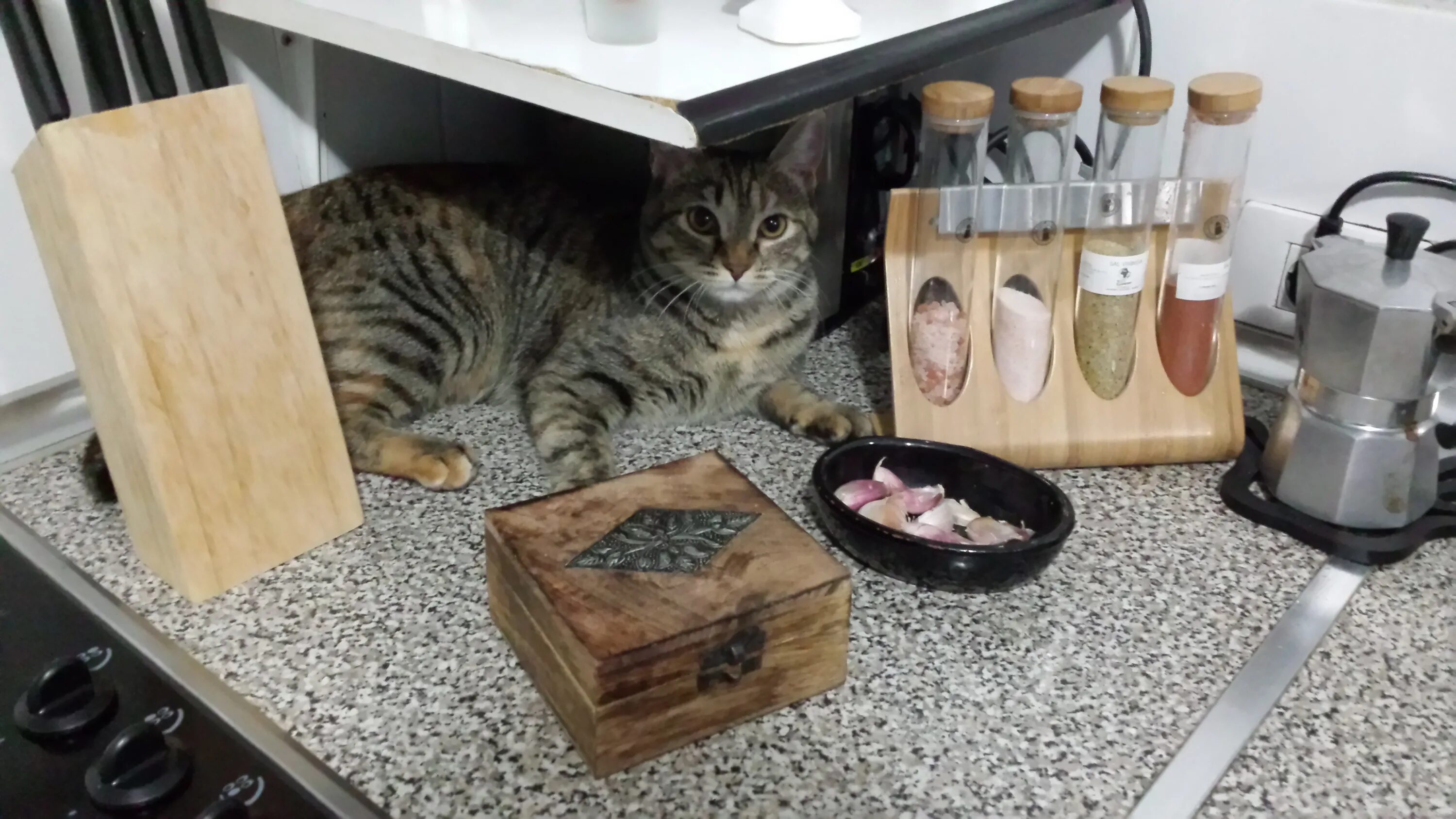 Cats kitchen. Кошка из кухни. Кэт Китчен. Cat Cuisine корм. Cat in the Kitchen.