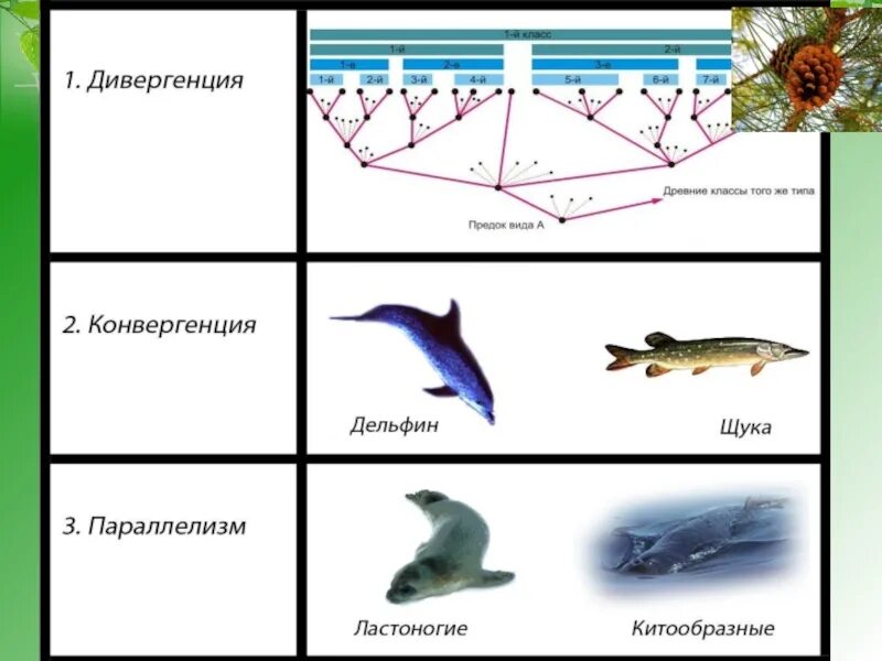 Эволюционные процессы конвергенция и дивергенция. Эволюционный процесс 1) конвергенция 2) дивергенция. Дивергенция конвергенция параллелизм. Дивергенция и конвергенция примеры. Основные эволюционные изменения