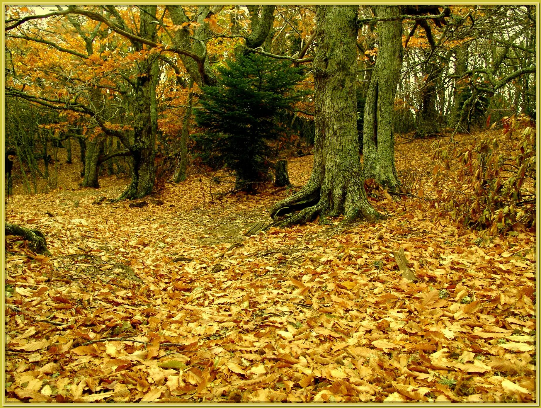 Агой лес. Каштановый лес в сочи. Каштановый лес. Дубово каштановые леса. Каштановый лес.