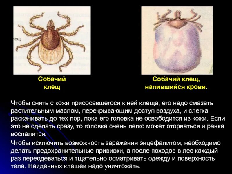 Через сколько времени клещ